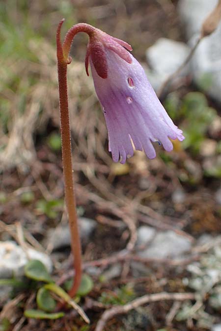 Soldanella austriaca \ sterreicher Alpenglckchen / Austrian Soldanella, A Schneealpe 30.6.2020
