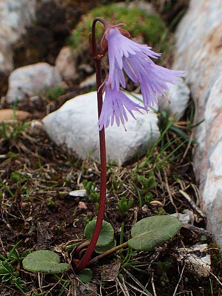 Soldanella alpina \ Alpenglckchen / Alpine Snowbell, A Schneealpe 30.6.2020