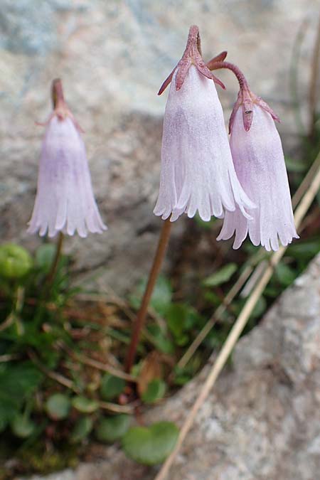 Soldanella austriaca \ sterreicher Alpenglckchen / Austrian Soldanella, A Schneealpe 30.6.2020