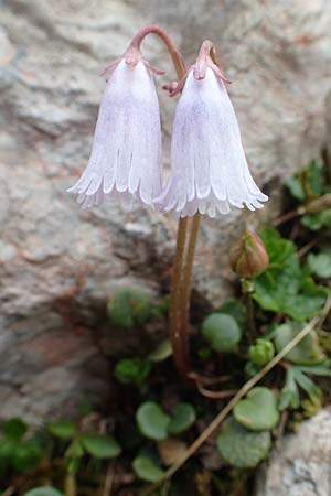 Soldanella austriaca \ sterreicher Alpenglckchen / Austrian Soldanella, A Schneealpe 30.6.2020