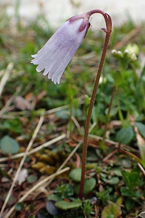 Soldanella austriaca \ sterreicher Alpenglckchen / Austrian Soldanella, A Schneealpe 30.6.2020