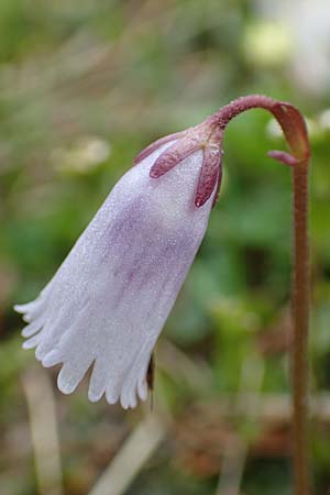 Soldanella austriaca \ sterreicher Alpenglckchen / Austrian Soldanella, A Schneealpe 30.6.2020