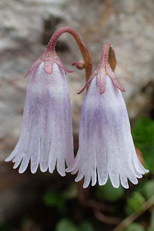 Soldanella austriaca \ sterreicher Alpenglckchen / Austrian Soldanella, A Schneealpe 30.6.2020