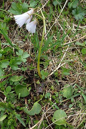 Soldanella austriaca \ sterreicher Alpenglckchen / Austrian Soldanella, A Schneealpe 30.6.2020