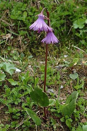 Soldanella alpina \ Alpenglckchen / Alpine Snowbell, A Schneealpe 30.6.2020