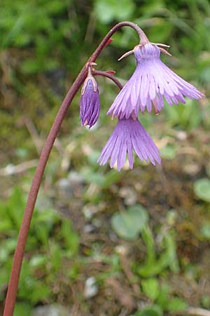 Soldanella alpina \ Alpenglckchen / Alpine Snowbell, A Schneealpe 30.6.2020