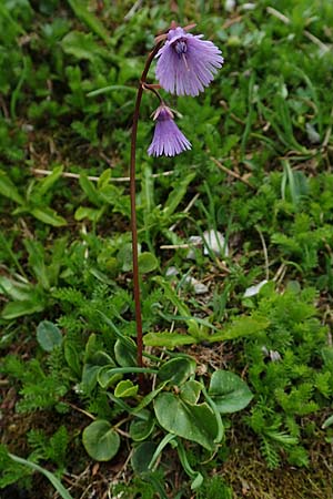 Soldanella alpina \ Alpenglckchen / Alpine Snowbell, A Schneealpe 30.6.2020