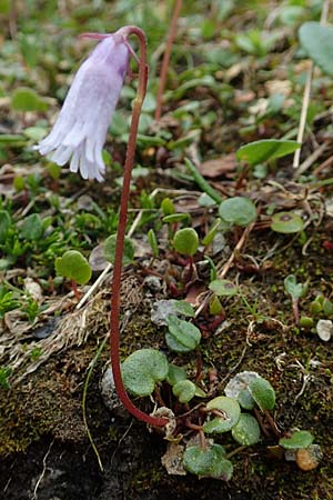 Soldanella austriaca \ sterreicher Alpenglckchen / Austrian Soldanella, A Schneealpe 30.6.2020