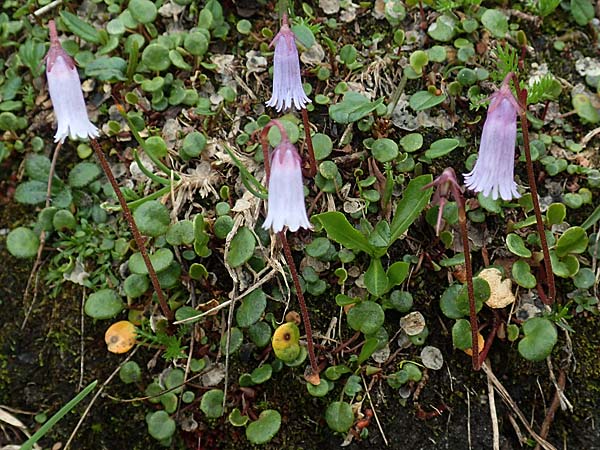 Soldanella austriaca \ sterreicher Alpenglckchen / Austrian Soldanella, A Schneealpe 30.6.2020
