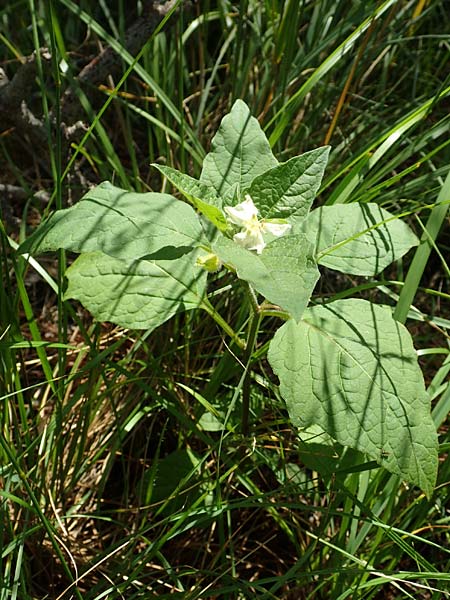 Physalis alkekengi \ Judenkirsche, Lampionblume / Japanese Lantern, Bladder Cherry, A Weikersdorf am Steinfeld 2.7.2020