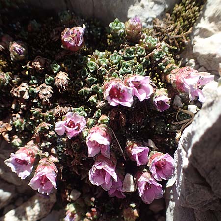 Saxifraga oppositifolia subsp. blepharophylla \ Wimperblttriger Steinbrech / Ciliary-Leaved Saxifrage, A Dachstein 10.7.2020