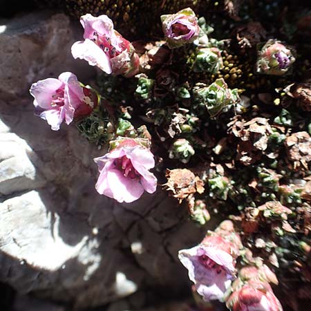 Saxifraga oppositifolia subsp. blepharophylla \ Wimperblttriger Steinbrech / Ciliary-Leaved Saxifrage, A Dachstein 10.7.2020