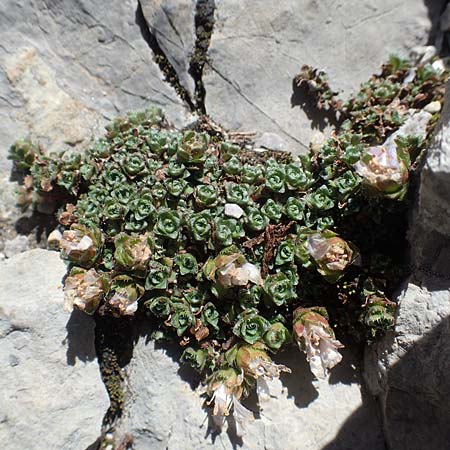 Saxifraga oppositifolia subsp. blepharophylla \ Wimperblttriger Steinbrech / Ciliary-Leaved Saxifrage, A Dachstein 10.7.2020