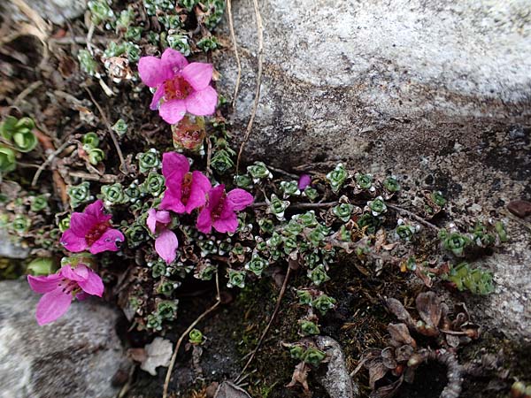 Saxifraga oppositifolia subsp. oppositifolia \ Gegenblttriger Steinbrech / Purple Saxifrage, A Wölzer Tauern, Hoher Zinken 26.6.2021