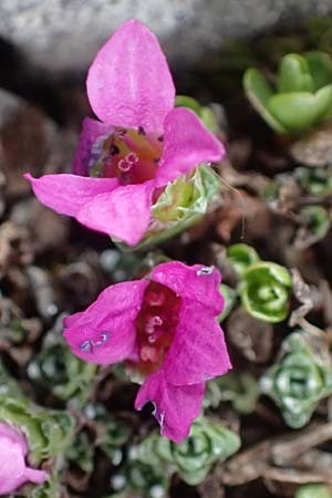 Saxifraga oppositifolia subsp. oppositifolia \ Gegenblttriger Steinbrech / Purple Saxifrage, A Wölzer Tauern, Hoher Zinken 26.6.2021