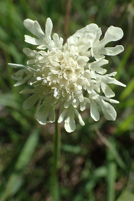 Scabiosa ochroleuca \ Gelbe Skabiose / Yellow Scabious, A Kraubath (Mur) 25.7.2021