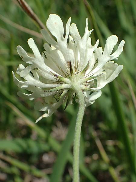 Scabiosa ochroleuca \ Gelbe Skabiose / Yellow Scabious, A Kraubath (Mur) 25.7.2021