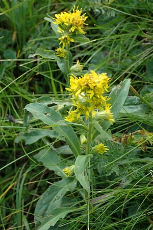 Solidago virgaurea subsp. minuta \ Alpen-Goldrute / Alpine Goldenrod, A Niedere Tauern, Sölk-Pass 26.7.2021