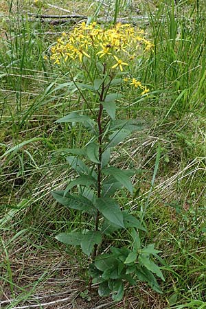 Senecio ovatus \ Fuchssches Greiskraut, Fuchs-Kreuzkraut / Woundwort, Wood Ragwort, A Seckauer Tauern, Brandstätter Törl 27.7.2021