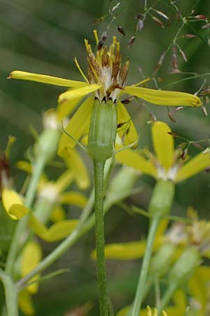 Senecio ovatus \ Fuchssches Greiskraut, Fuchs-Kreuzkraut / Woundwort, Wood Ragwort, A Seckauer Tauern, Brandstätter Törl 27.7.2021