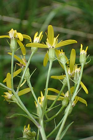 Senecio ovatus \ Fuchssches Greiskraut, Fuchs-Kreuzkraut / Woundwort, Wood Ragwort, A Seckauer Tauern, Brandstätter Törl 27.7.2021