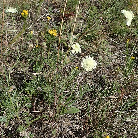 Scabiosa ochroleuca \ Gelbe Skabiose / Yellow Scabious, A Perchtoldsdorf 22.9.2022