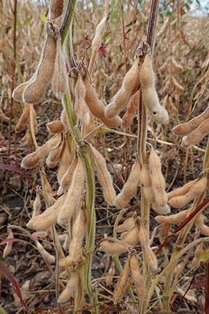 Glycine max \ Soja-Bohne / Soy Bean, A Gols 28.9.2022