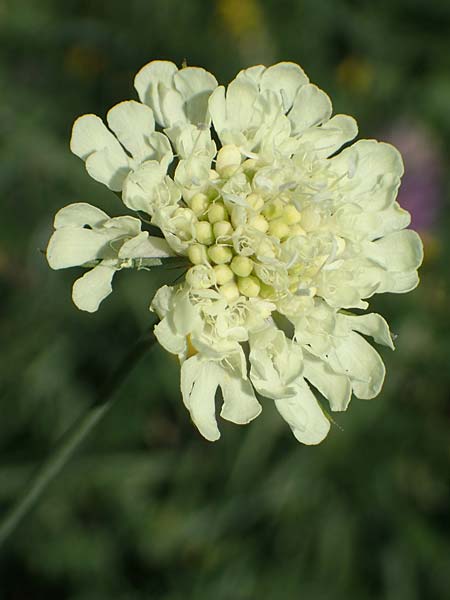 Scabiosa ochroleuca \ Gelbe Skabiose / Yellow Scabious, A Gumpoldskirchen 9.7.2023