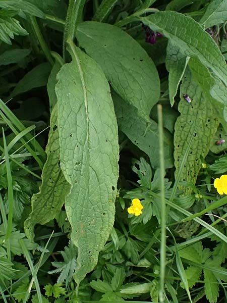 Symphytum officinale \ Gewhnlicher Arznei-Beinwell / Common Comfrey, A Hollabrunn 11.5.2025