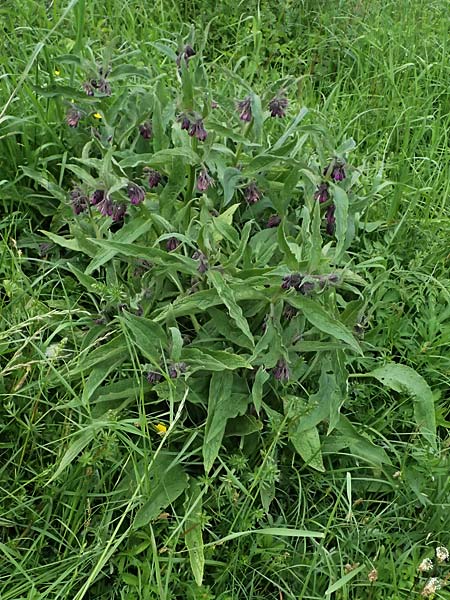 Symphytum officinale \ Gewhnlicher Arznei-Beinwell / Common Comfrey, A Hollabrunn 11.5.2025