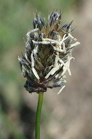 Sesleria caerulea \ Kalk-Blaugras / Moor Grass, A Wien 12.5.2025