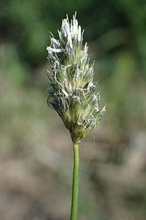 Sesleria caerulea \ Kalk-Blaugras / Moor Grass, A Wien 12.5.2025