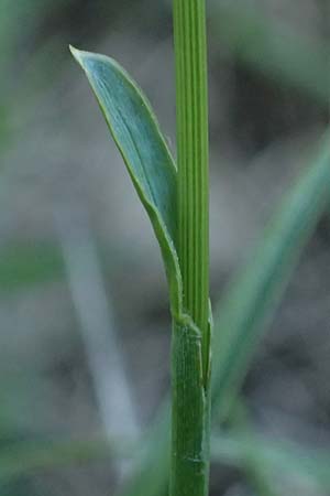 Sesleria caerulea \ Kalk-Blaugras / Moor Grass, A Wien 12.5.2025