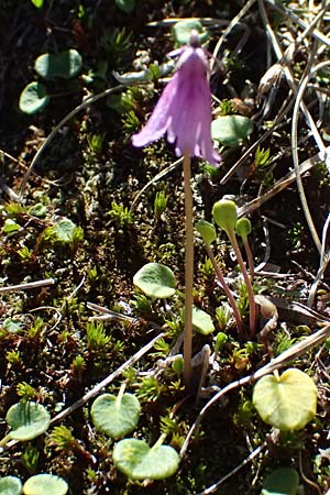 Soldanella pusilla \ Kleines Alpenglckchen / Dwarf Soldanella, Dwarf Snowbell, A Bad Gastein 29.6.2025
