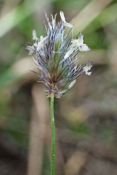 Sesleria ovata \ Eik&ouml;pfiges Blaugras / Tufted Moor Grass, A Gro&szlig;glockner 30.6.2025