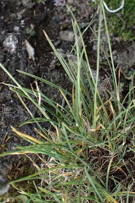 Sesleria ovata \ Eik&ouml;pfiges Blaugras / Tufted Moor Grass, A Gro&szlig;glockner 30.6.2025