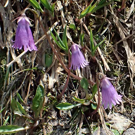 Soldanella pusilla \ Kleines Alpenglckchen / Dwarf Soldanella, Dwarf Snowbell, A Kolm Saigurn 2.7.2025