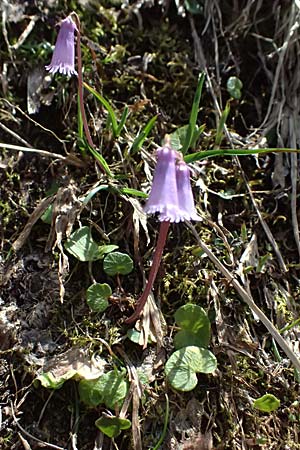 Soldanella pusilla \ Kleines Alpenglckchen / Dwarf Soldanella, Dwarf Snowbell, A Kolm Saigurn 2.7.2025