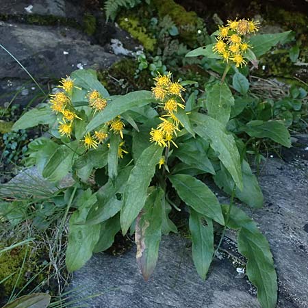 Solidago virgaurea subsp. minuta \ Alpen-Goldrute / Alpine Goldenrod, A Großglockner 11.8.2025