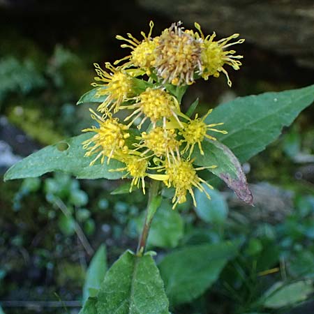 Solidago virgaurea subsp. minuta \ Alpen-Goldrute / Alpine Goldenrod, A Großglockner 11.8.2025