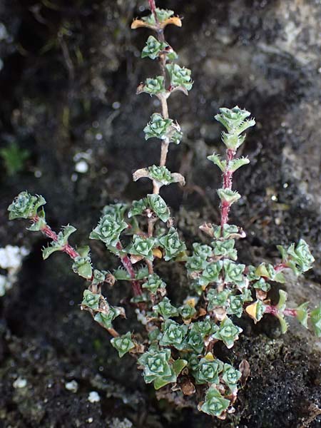 Saxifraga oppositifolia subsp. oppositifolia \ Gegenblttriger Steinbrech / Purple Saxifrage, A Großglockner 11.8.2025