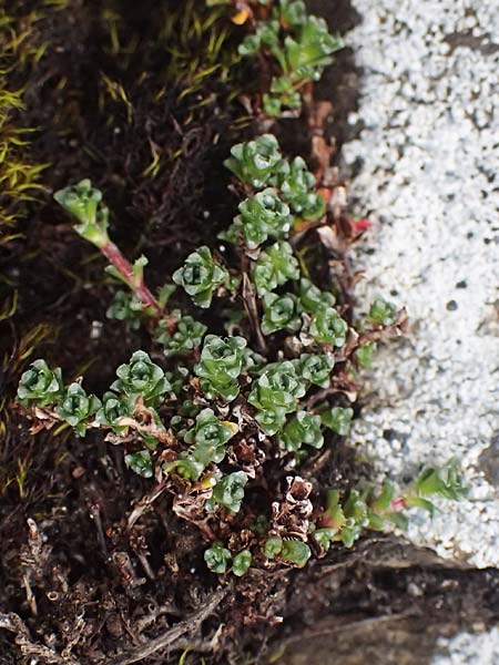 Saxifraga oppositifolia subsp. oppositifolia \ Gegenblttriger Steinbrech / Purple Saxifrage, A Großglockner 11.8.2025