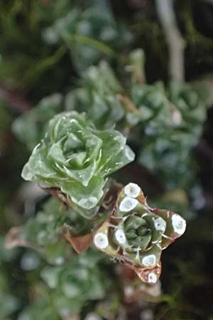 Saxifraga oppositifolia subsp. oppositifolia \ Gegenblttriger Steinbrech / Purple Saxifrage, A Großglockner 11.8.2025