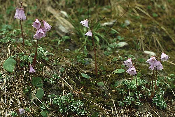Soldanella alpina \ Alpenglckchen / Alpine Snowbell, A Hahntennjoch 2.6.1988