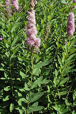 Spiraea x billardii \ Kolben-Spiere, Billards Spierstrauch, A Turrach 22.7.2007