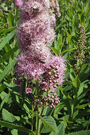 Spiraea x billardii \ Kolben-Spiere, Billards Spierstrauch, A Turrach 22.7.2007