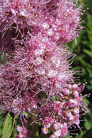 Spiraea x billardii \ Kolben-Spiere, Billards Spierstrauch, A Turrach 22.7.2007