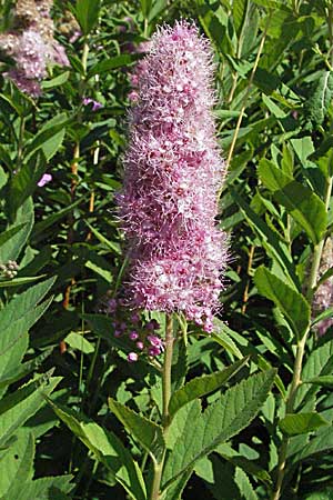 Spiraea x billardii \ Kolben-Spiere, Billards Spierstrauch, A Turrach 22.7.2007