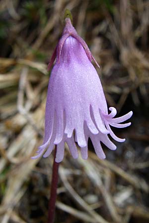 Soldanella pusilla \ Kleines Alpenglckchen / Dwarf Soldanella, Dwarf Snowbell, A Malta - Tal / Valley 7.6.2008