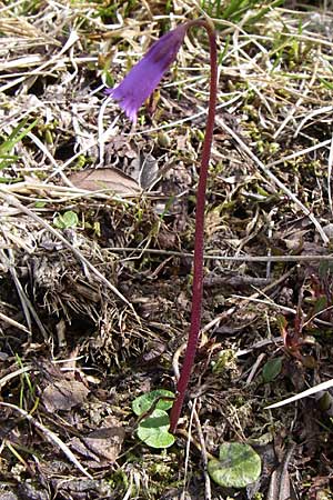 Soldanella pusilla \ Kleines Alpenglckchen / Dwarf Soldanella, Dwarf Snowbell, A Malta - Tal / Valley 7.6.2008